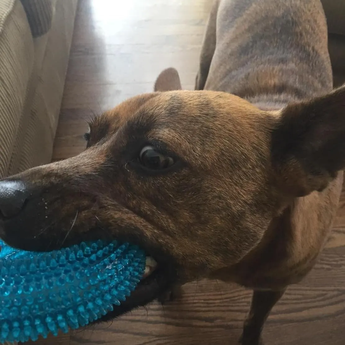 ADUCK Dog Squeaky Chew Toys for Aggressive Chewers, Small Medium Large Dogs Fetch Teeth Cleaning Water Pool Float Indoor Outside Toys-Nontoxic Soft Rubber, Crystal Donut Design-4.92" Pack of 4