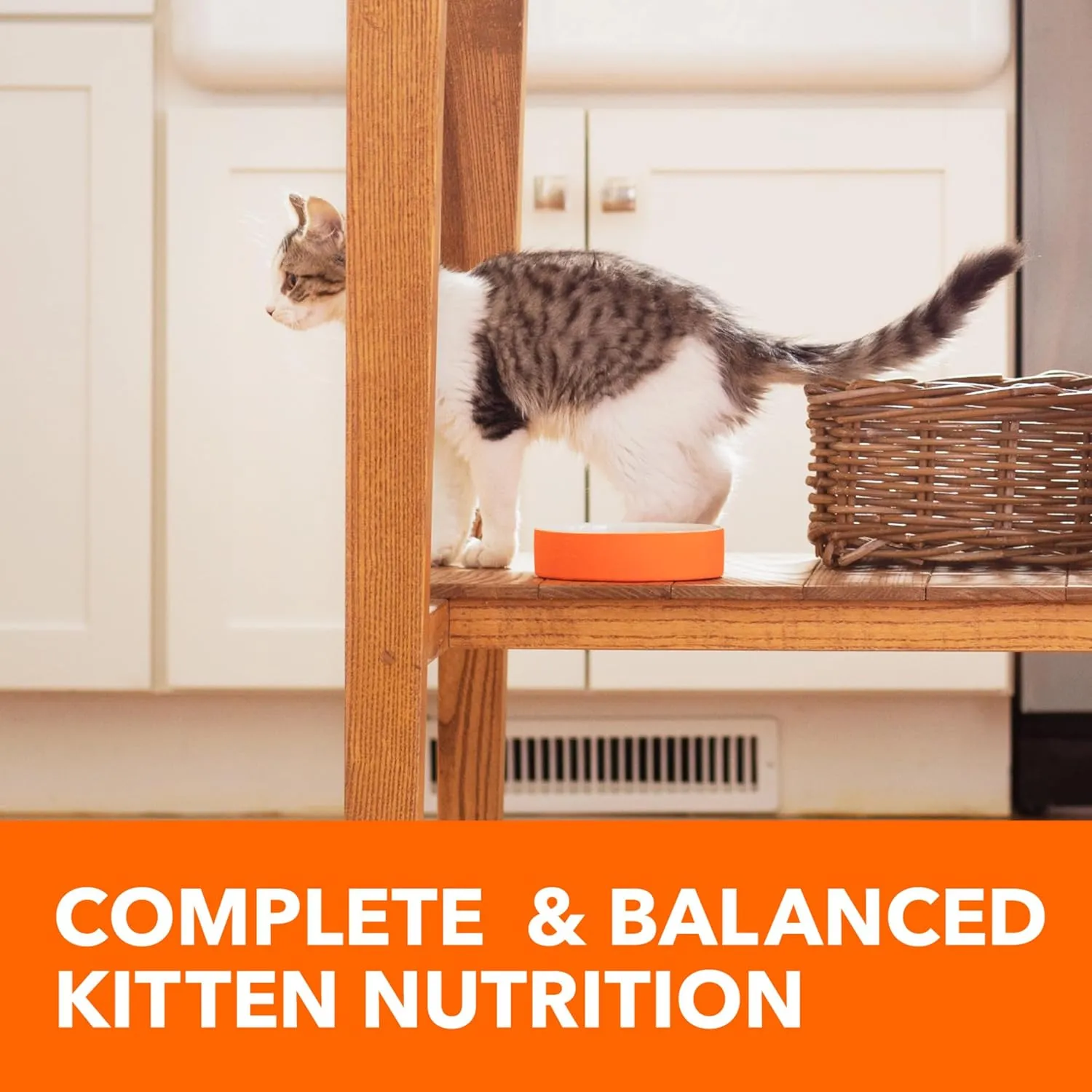 IAMS Proactive Health Healthy Kitten Dry Cat Food with Chicken, 7 lb. Bag