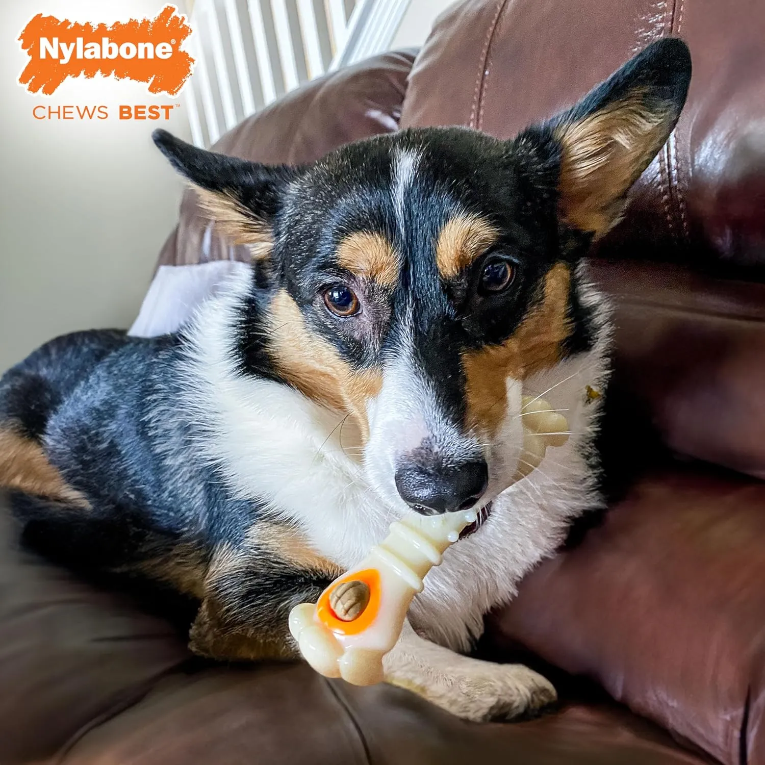 Nylabone Power Chew Knuckle Bone Pop-in Treat-Toy with Refills, Treat Dispensing Pouch Toys for Dogs, Chicken Flavor, Medium - Up to 35 lbs, 2 Pack