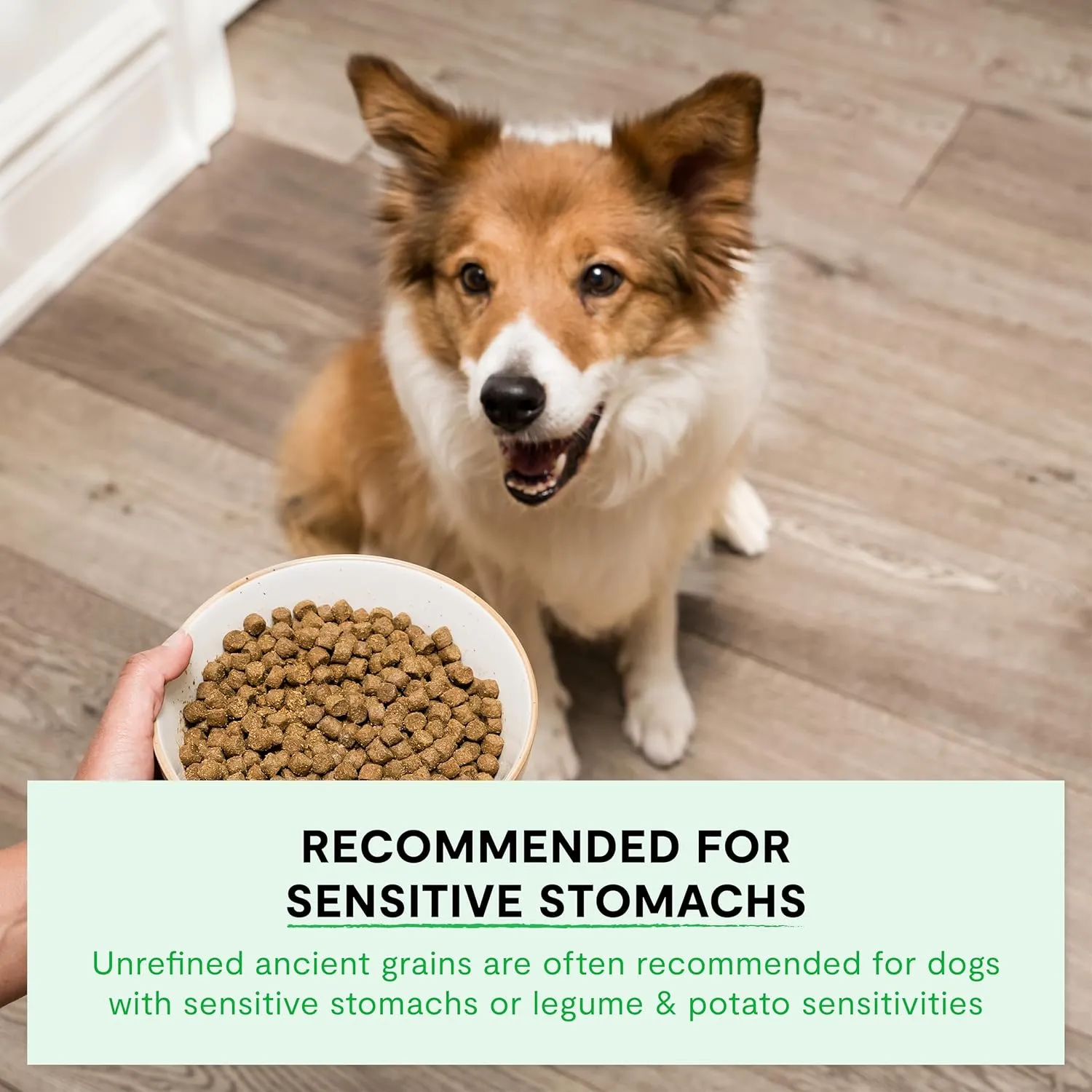 Open Farm, Ancient Grains Dry Dog Food, Protein-Rich & Nutrient Dense, 90% Animal Protein Mixed with Non-GMO Fruits, Veggies and Superfoods, Grass-Fed Beef Recipe, 4lb Bag