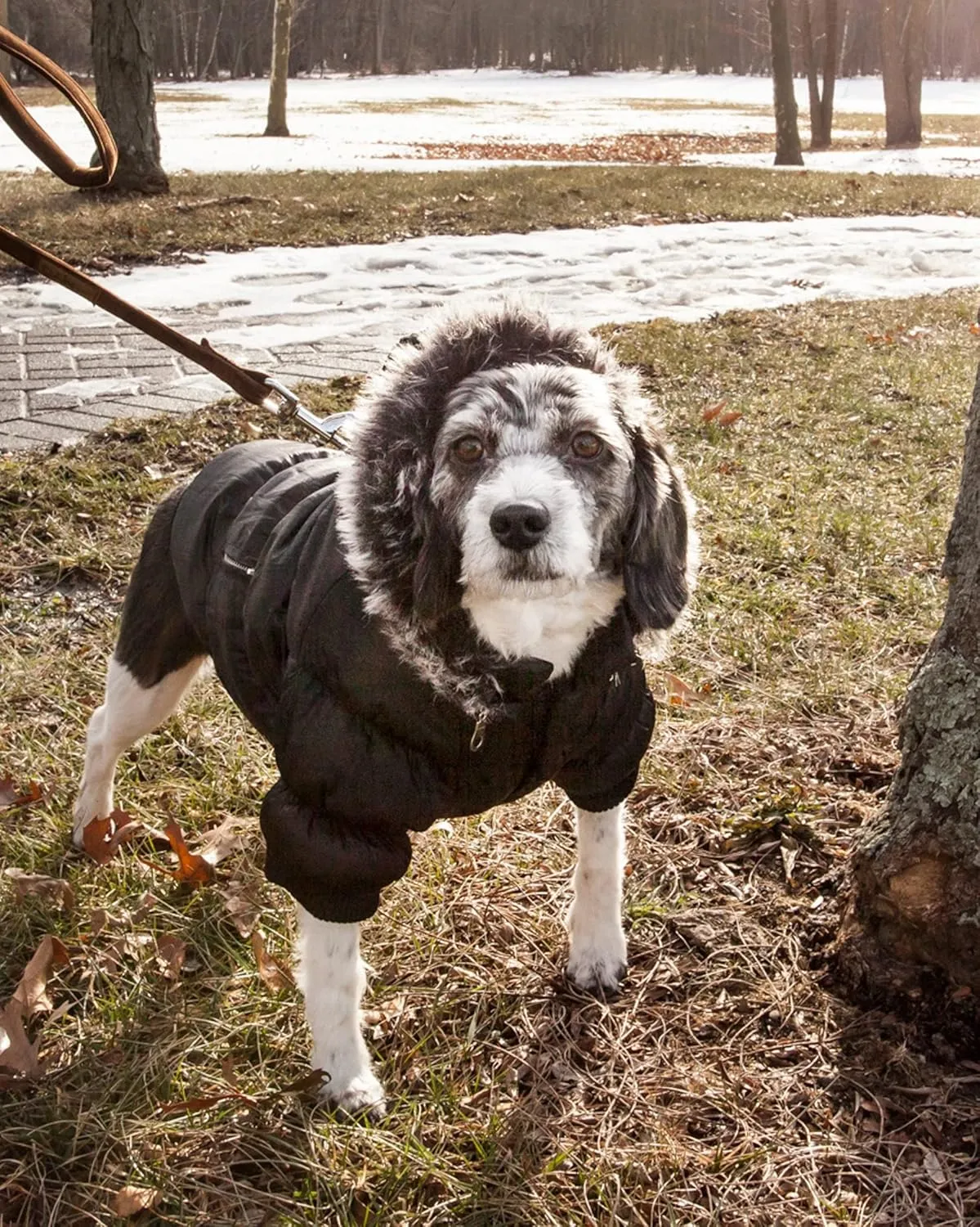 PET LIFE Classic Metallic Fashion Pet Dog Coat Jacket Parka w/ 3M Insulation and Removable Hood, Small, Jet Black
