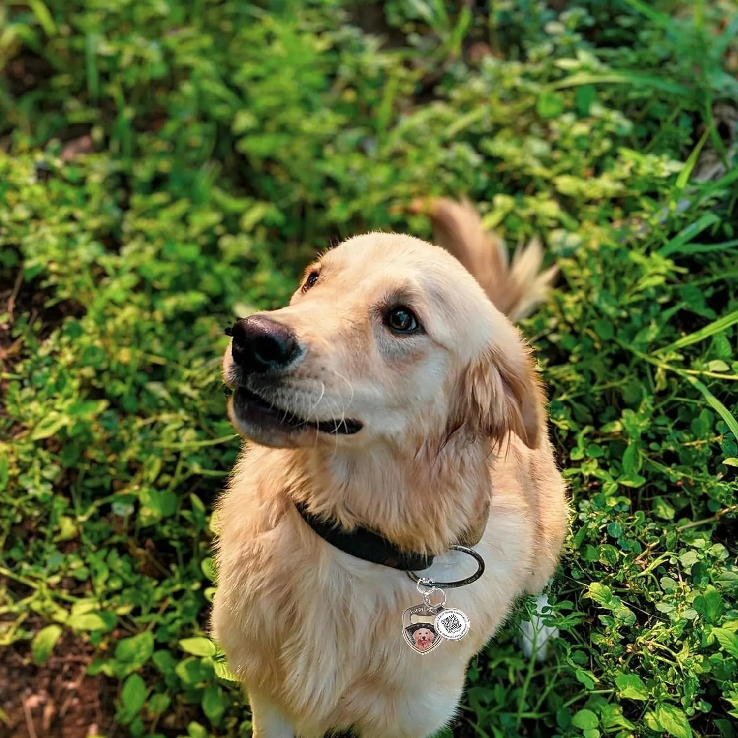 Retro Dog Tag Personalized QR Code, Modifiable Pet Online Profile, Multiple Emergency Contact, (Golden Retriever-2)