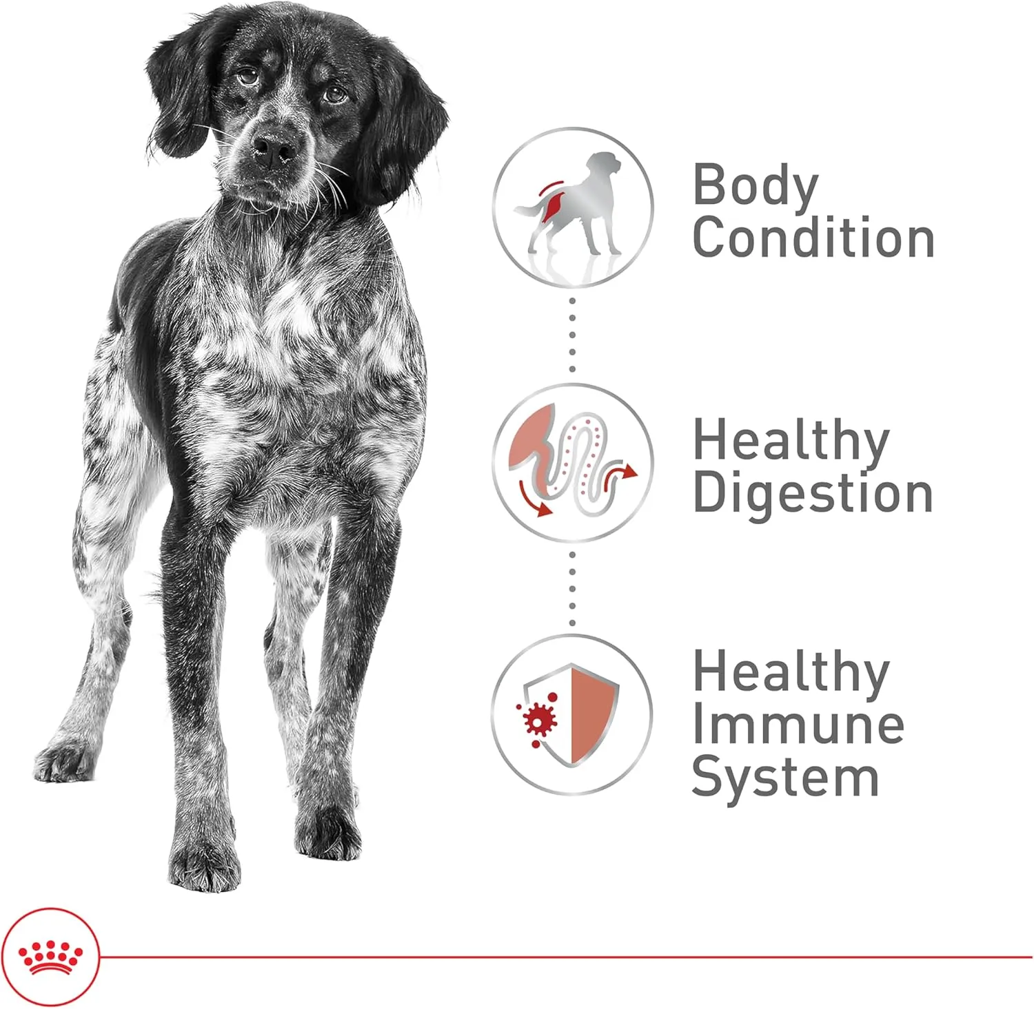 Royal Canin Size Health Nutrition Medium Adult Dry Dog Food, 17 lb bag