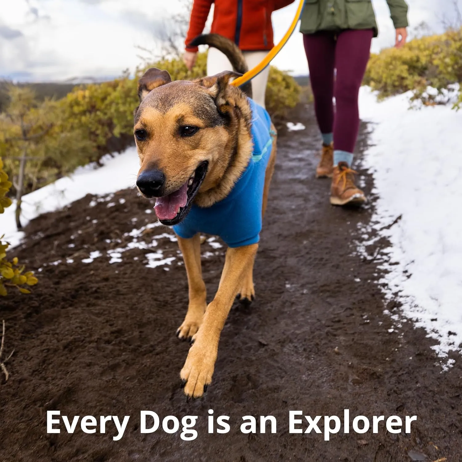 Ruffwear, Roamer Bungee Dog Leash for Running, Biking or Hiking, Can be Used Hand-Held or Hands-Free, River Rock Green, 5.5'-7'